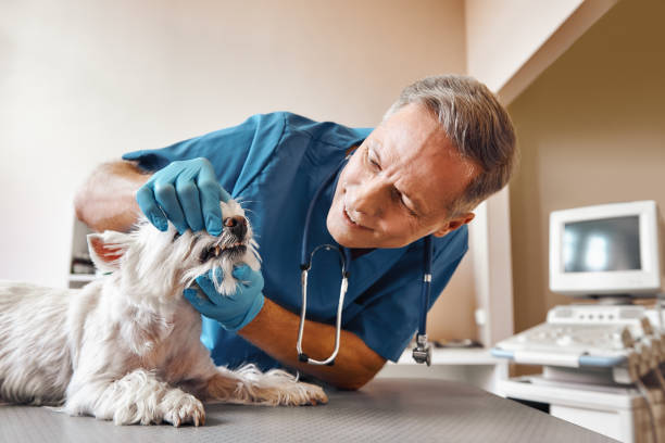 Trusted AL Emergency Dental Service Experts